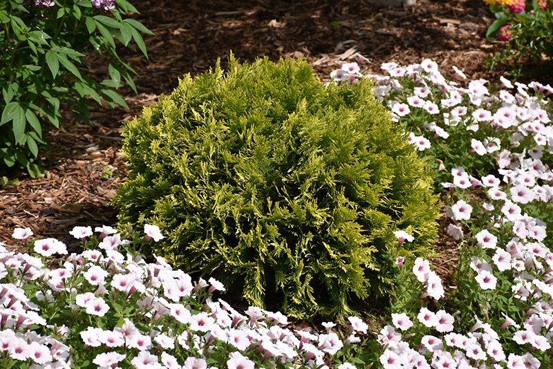 Anna's Magic Ball Arborvitae (Thuja occidentalis 'Anna Van Vloten') in ...