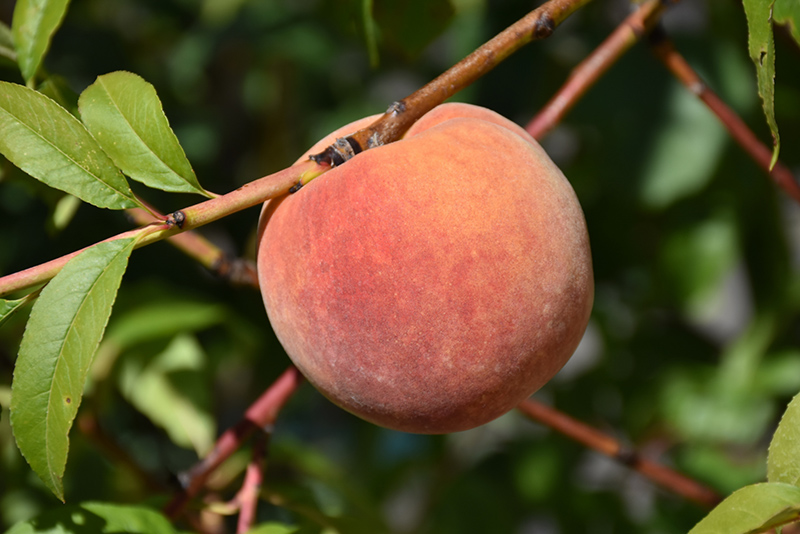 Redhaven Peach (Prunus persica 'Redhaven') at Platt Hill Nursery