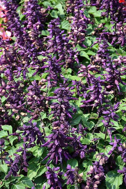 Vista Purple Sage (Salvia splendens 'PAS3292') at Platt Hill Nursery