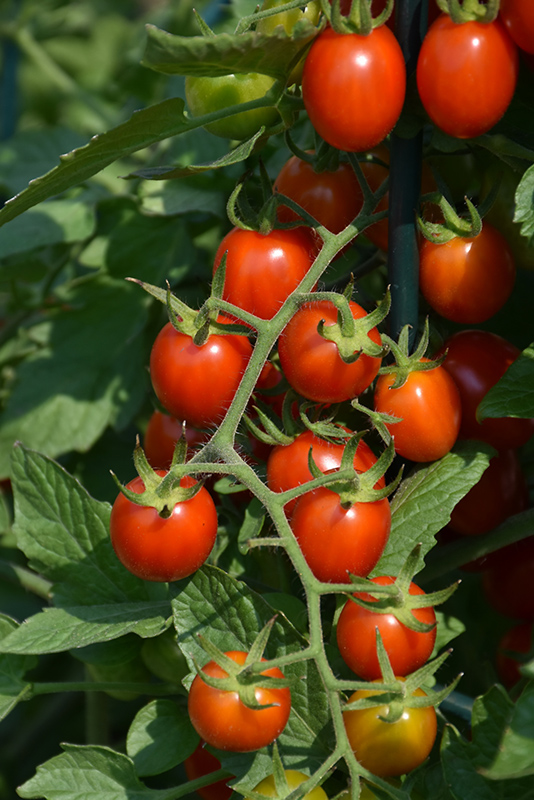 Grape Tomato (Generic) (Solanum lycopersicum 'Grape') at Platt Hill Nursery