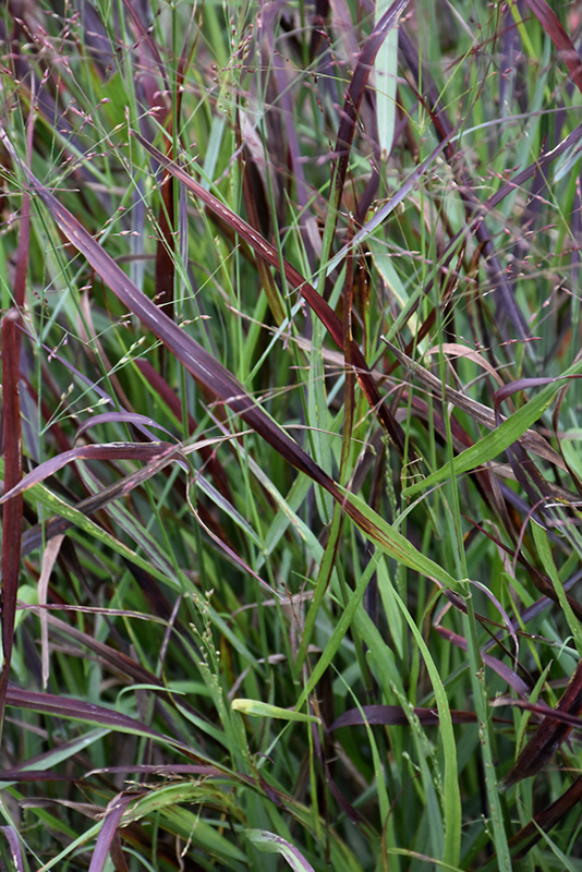 Cheyenne Sky Switch Grass (Panicum virgatum 'Cheyenne Sky') at Platt Hill Nursery