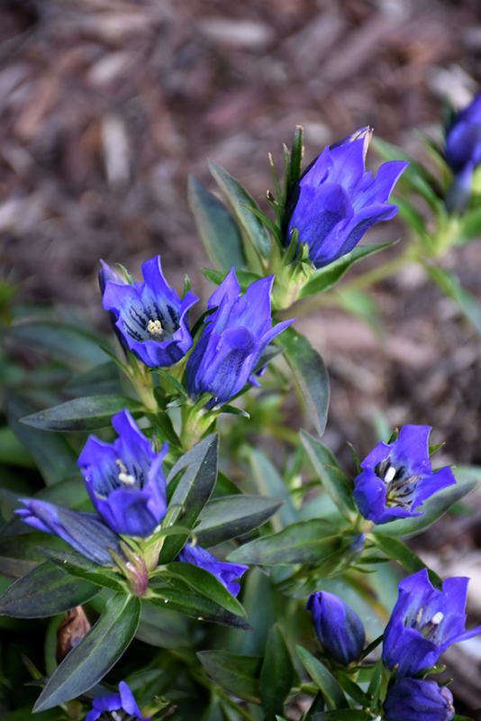 True Blue Gentian (Gentiana 'True Blue') at Platt Hill Nursery