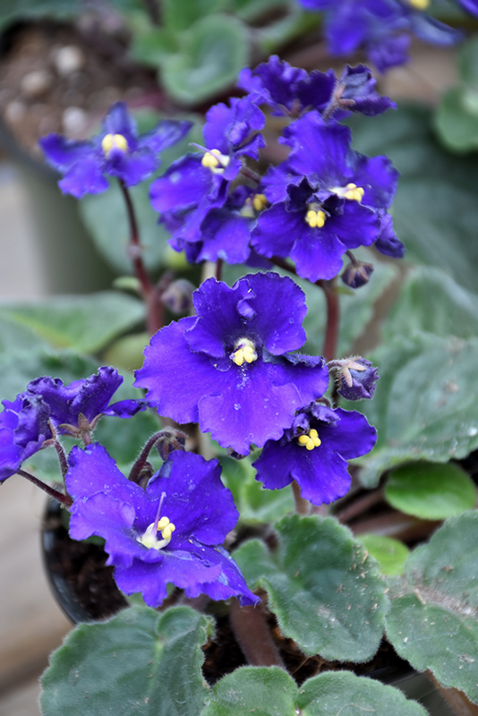 Blue African Violet (Saintpaulia 'Blue') at Platt Hill Nursery