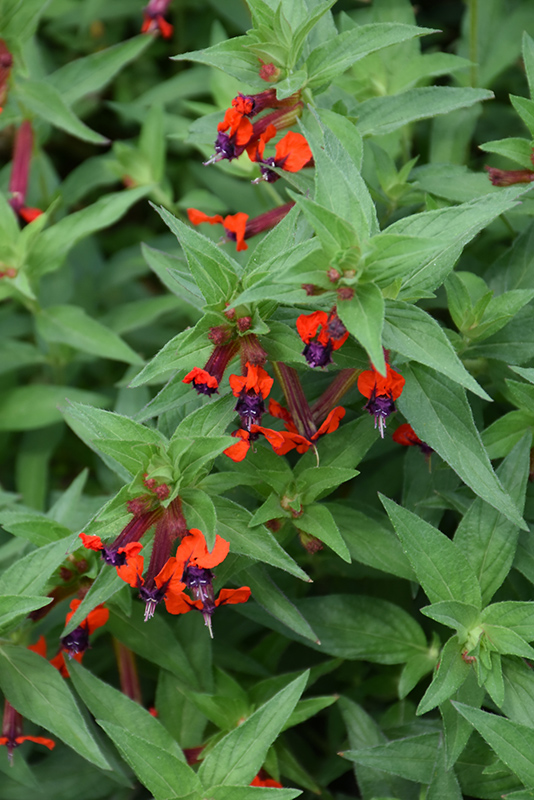 llavea Cuphea (Cuphea llavea) in Bloomingdale Carpentersville Chicago ...