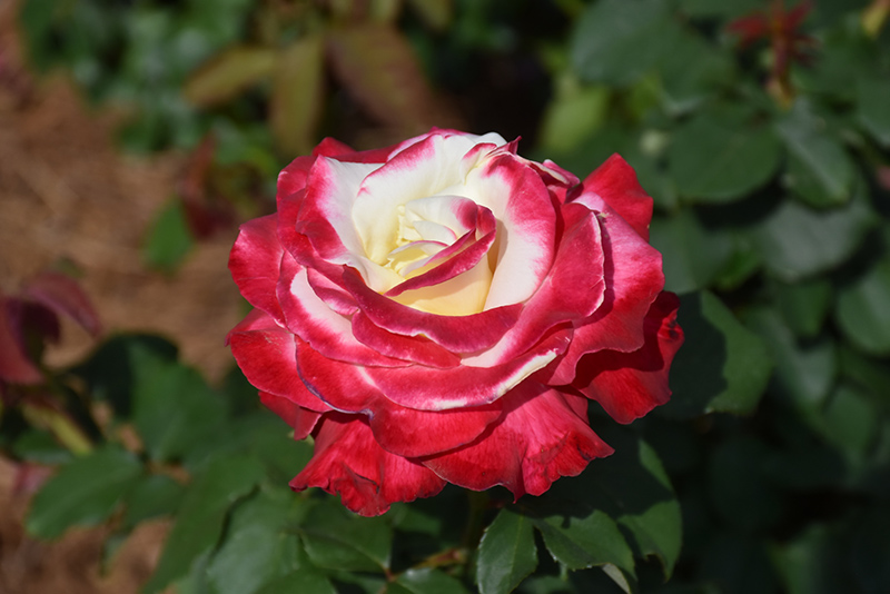 Double Delight Rose (Rosa 'Double Delight') at Platt Hill Nursery