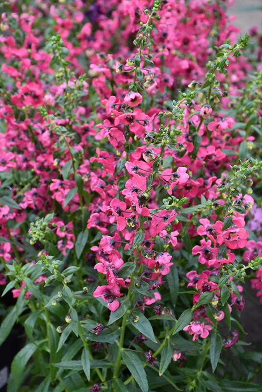 Pink Angelonia (Angelonia angustifolia 'Pink') at Platt Hill Nursery