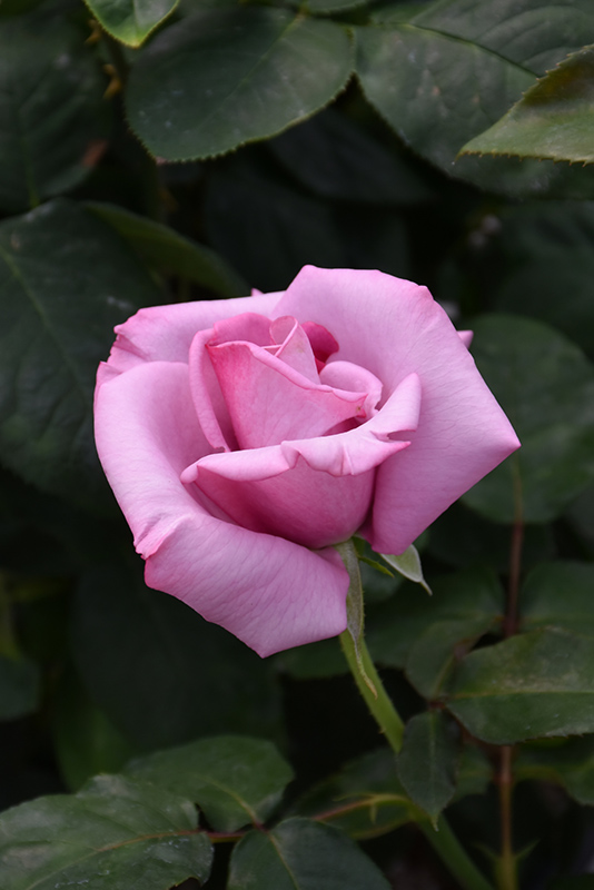 Paradise Rose (Rosa 'Paradise') at Platt Hill Nursery