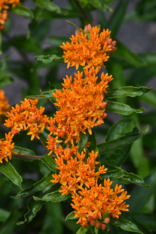 Butterfly Weed (Asclepias tuberosa) in Bloomingdale Carpentersville ...