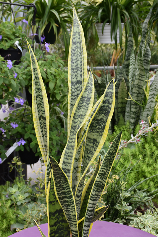 Striped Snake Plant (Sansevieria trifasciata 'Laurentii') at Platt Hill Nursery