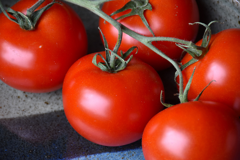 Slicer Tomato (Generic) (Solanum lycopersicum 'Slicer') at Platt Hill Nursery
