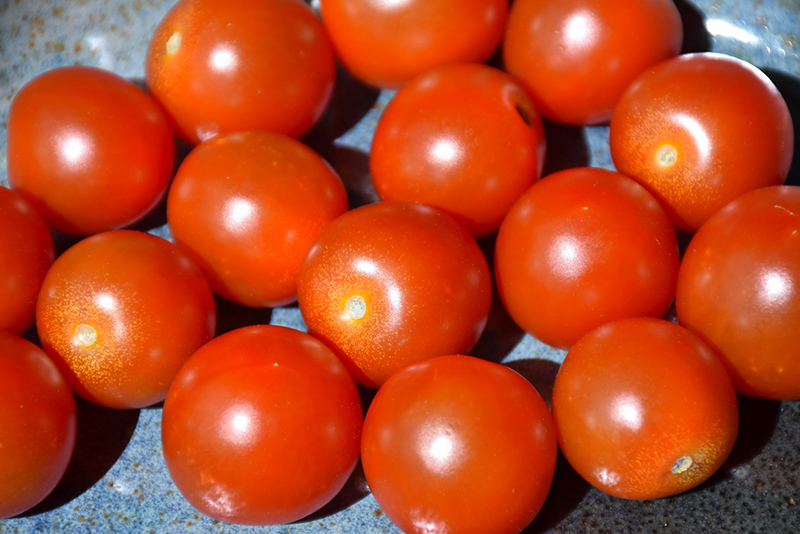 Sweet 100 Tomato (Solanum lycopersicum 'Sweet 100') at Platt Hill Nursery