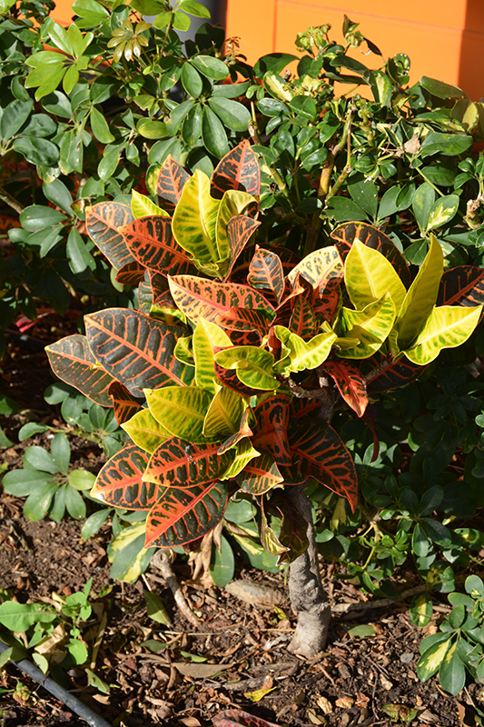 Variegated Croton (Codiaeum variegatum var. pictum) at Platt Hill Nursery
