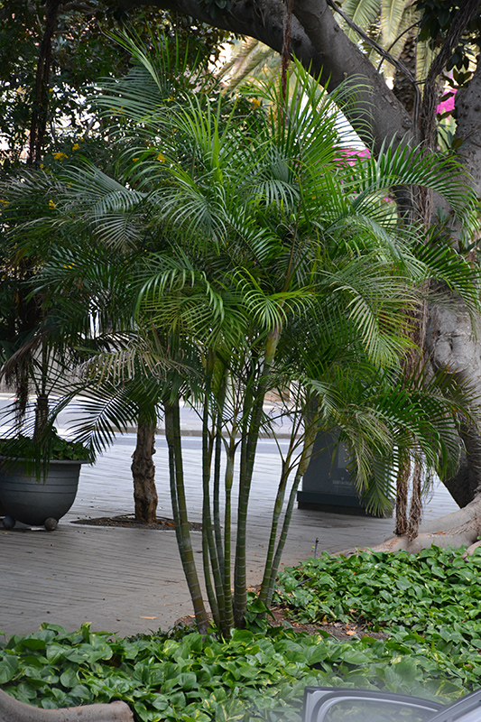 Areca Palm (Dypsis lutescens) at Platt Hill Nursery