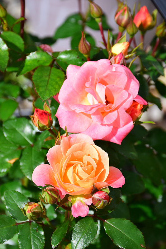 Peach Drift Rose (Rosa 'Meiggili') at Platt Hill Nursery