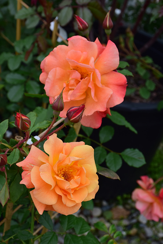 Westerland Rose (Rosa 'Westerland') at Platt Hill Nursery