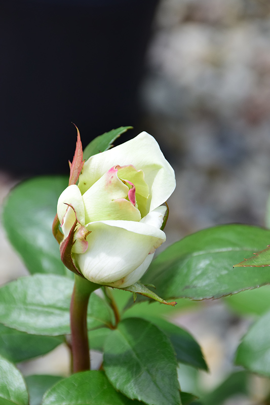 Sugar Moon Rose (Rosa 'WEKmemolo') at Platt Hill Nursery