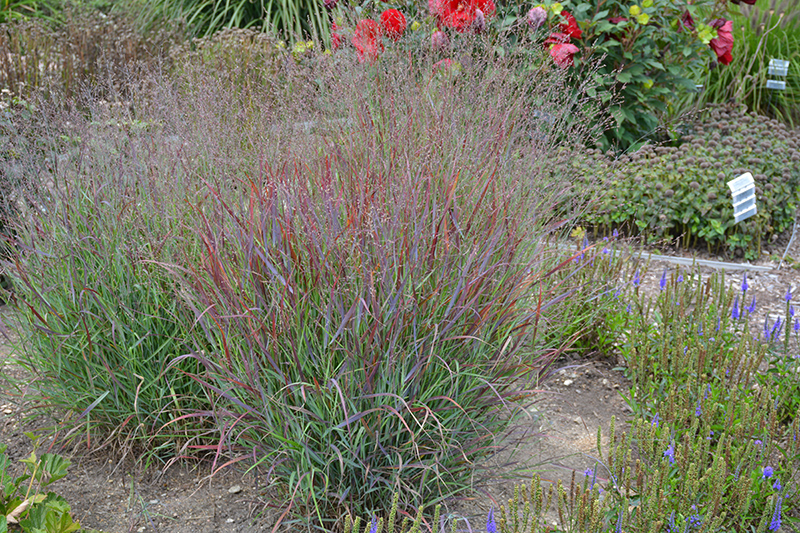 Cheyenne Sky Switch Grass (Panicum virgatum 'Cheyenne Sky') at Platt Hill Nursery