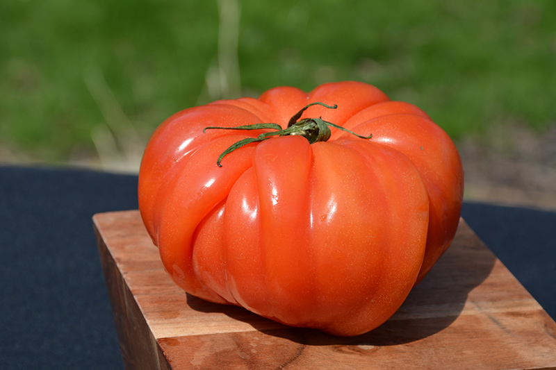 Costoluto Genovese Tomato (Solanum lycopersicum 'Costoluto Genovese') at Platt Hill Nursery