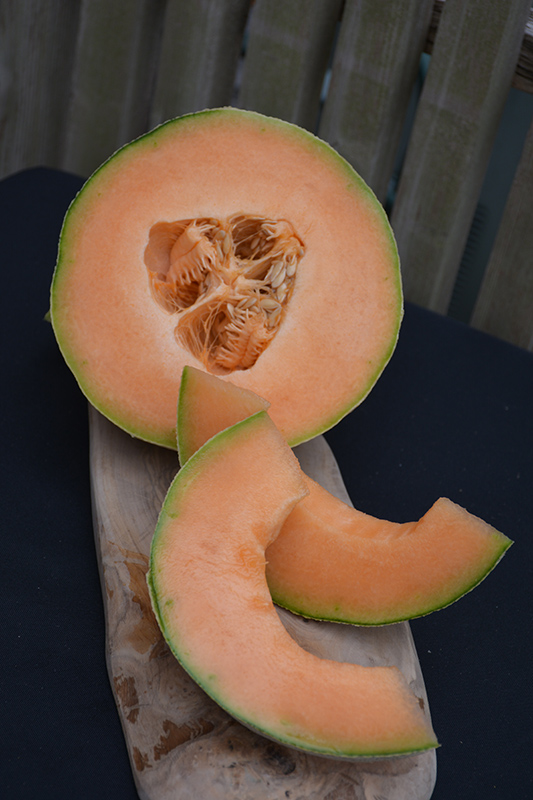 Hale's Best Jumbo Cantaloupe (Cucumis melo var. cantalupensis 'Hale's Best Jumbo') at Platt Hill Nursery