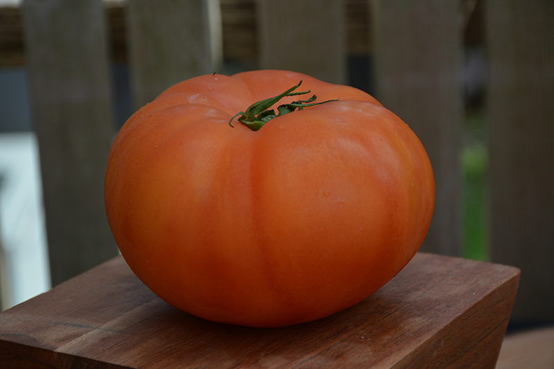 Beefmaster Tomato (Solanum lycopersicum 'Beefmaster') at Platt Hill Nursery