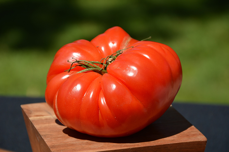German Johnson Tomato (Solanum lycopersicum 'German Johnson') at Platt Hill Nursery