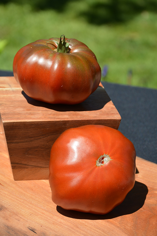 Brandywine Black Tomato (Solanum lycopersicum 'Brandywine Black') at Platt Hill Nursery