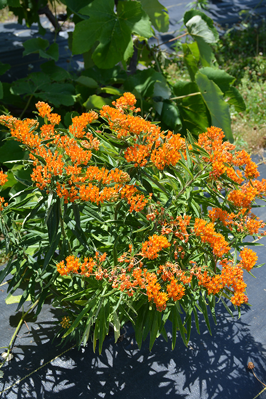 Butterfly Weed (Asclepias tuberosa) in Bloomingdale Carpentersville ...