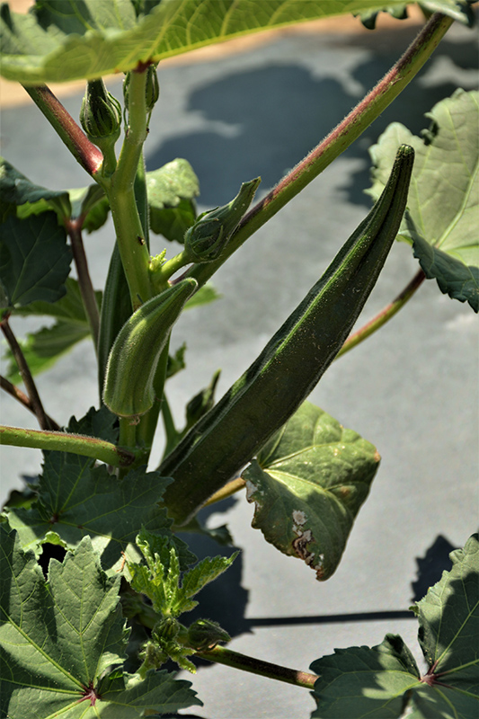 Clemson Spineless Okra (Abelmoschus esculentus 'Clemson Spineless') in