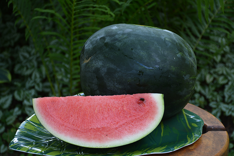 Sugar Baby Watermelon (Citrullus lanatus 'Sugar Baby') at Platt Hill Nursery