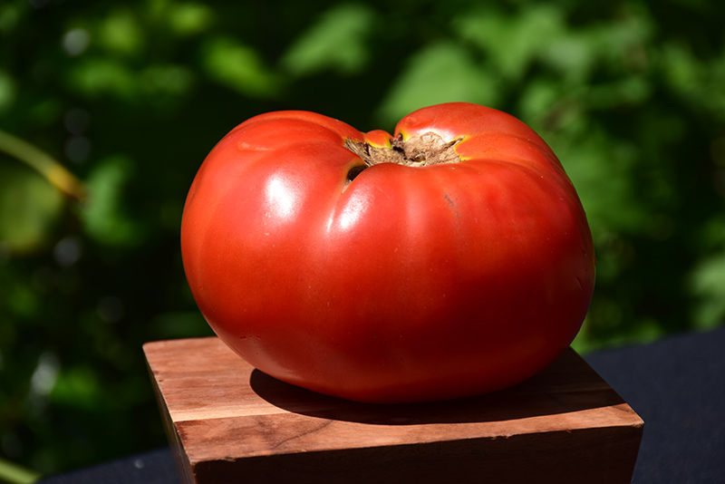 Brandywine Red Tomato (Solanum lycopersicum 'Brandywine Red') at Platt Hill Nursery