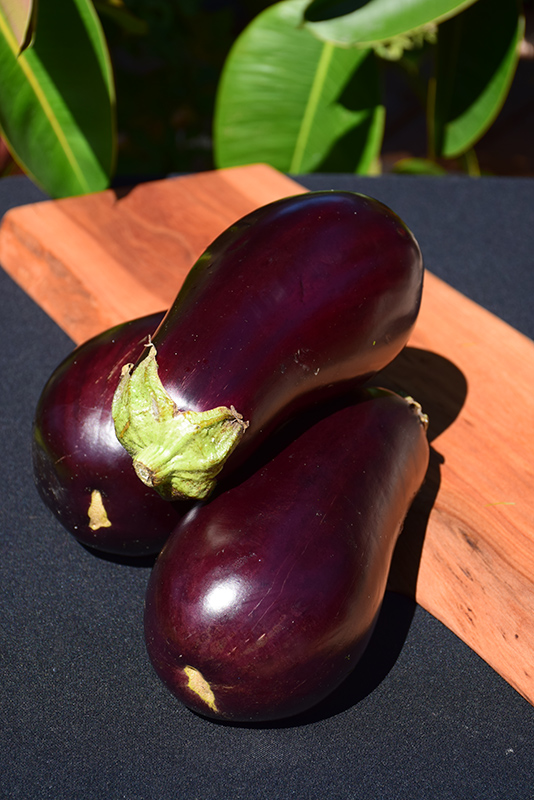Eggplant (Solanum melongena) at Platt Hill Nursery