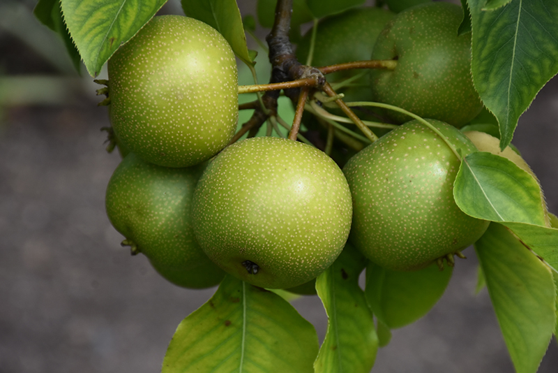 How do I eat kiwi fruit?, Illinois Extension