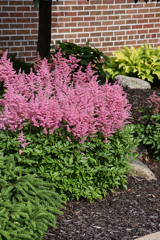 Click to view a full-size photo of Visions in Pink Chinese Astilbe (Astilbe chinensis 'Visions in Pink') at Platt Hill Nursery Visions in Pink Chinese Astilbe (Astilbe chinensis 'Visions in Pink') at Platt Hill Nursery