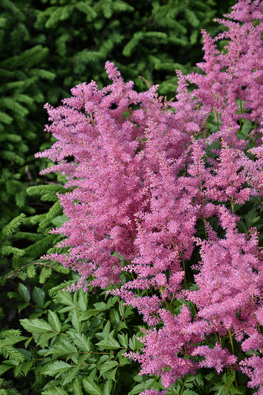 Click to view a full-size photo of Visions in Pink Chinese Astilbe (Astilbe chinensis 'Visions in Pink') at Platt Hill Nursery Visions in Pink Chinese Astilbe (Astilbe chinensis 'Visions in Pink') at Platt Hill Nursery