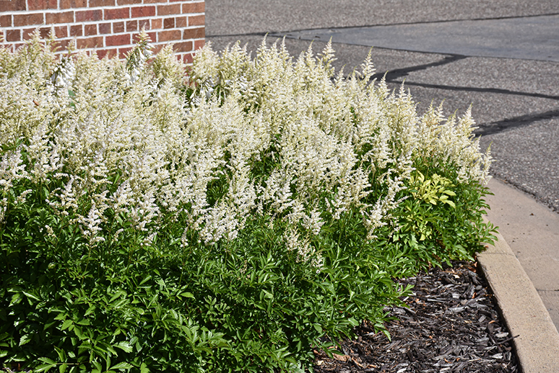 Click to view a full-size photo of Visions in White Chinese Astilbe (Astilbe chinensis 'Visions in White') at Platt Hill Nursery Visions in White Chinese Astilbe (Astilbe chinensis 'Visions in White') at Platt Hill Nursery