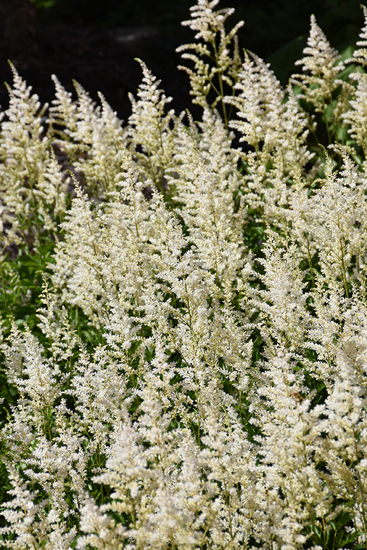 Click to view a full-size photo of Visions in White Chinese Astilbe (Astilbe chinensis 'Visions in White') at Platt Hill Nursery Visions in White Chinese Astilbe (Astilbe chinensis 'Visions in White') at Platt Hill Nursery