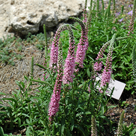 Plant Photo 10