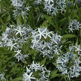 Plant Photo 6