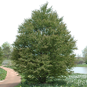 Plant Photo 8
