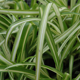 Spider Plant – Chicago Plants