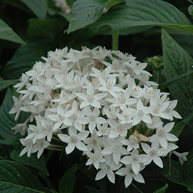 9+ White Star Flower