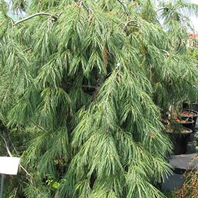 Weeping White Pine Pinus Strobus Pendula In Bloomingdale Carpentersville Chicago Elgin Bartlet Illinois Il At Platt Hill Nursery