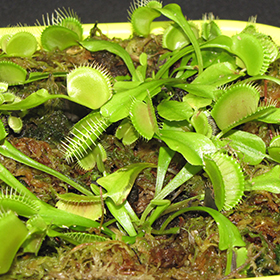 Venus flytrap (Dionaea muscipula) - Plantsmith