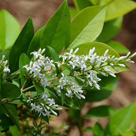 Golden Ticket Privet (Ligustrum x vicaryi 'NCLX1') in Bloomingdale  Carpentersville Chicago Elgin Bartlet Illinois IL at Platt Hill Nursery