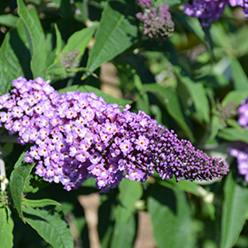 Plant Photo 5