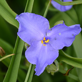 Plant Photo 3