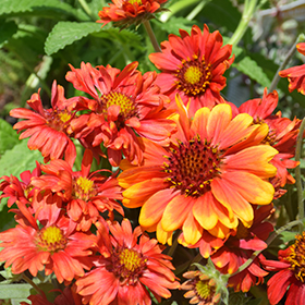 Arizona Red Shades Blanket Flower (Gaillardia x grandiflora