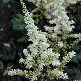 Plant Photo 7