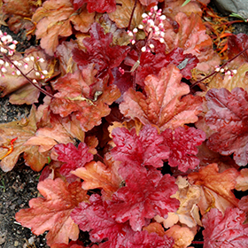 Plant Photo 9