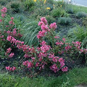 Weigela florida Sonic Bloom® Pure Pink Sonic Bloom® Pure Pink Weigela from  Prides Corner Farms